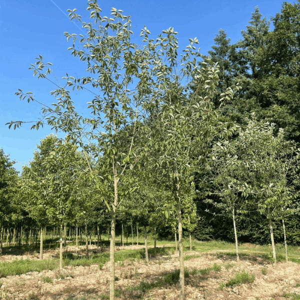 PRUNUS padus 'Watereri' – Image 11