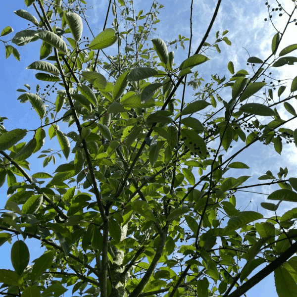 PRUNUS padus 'Watereri' – Image 3