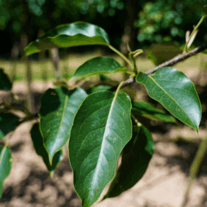 PYRUS pashia