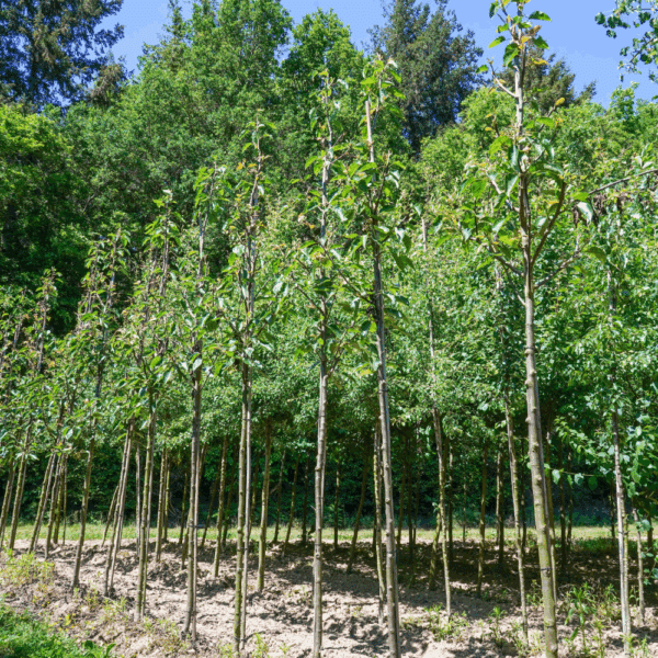 PYRUS pashia – Image 3