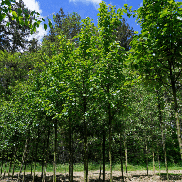 PYRUS pashia – Image 4