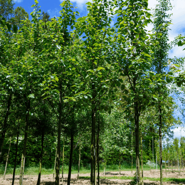 PYRUS pashia – Image 2