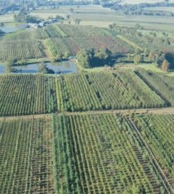 Parcelles Pépinières Chauviré-1-Parcelle - Bois Morin - Pépinières Chauviré