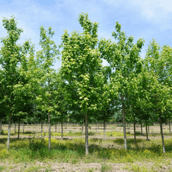 ACER negundo – Image 2