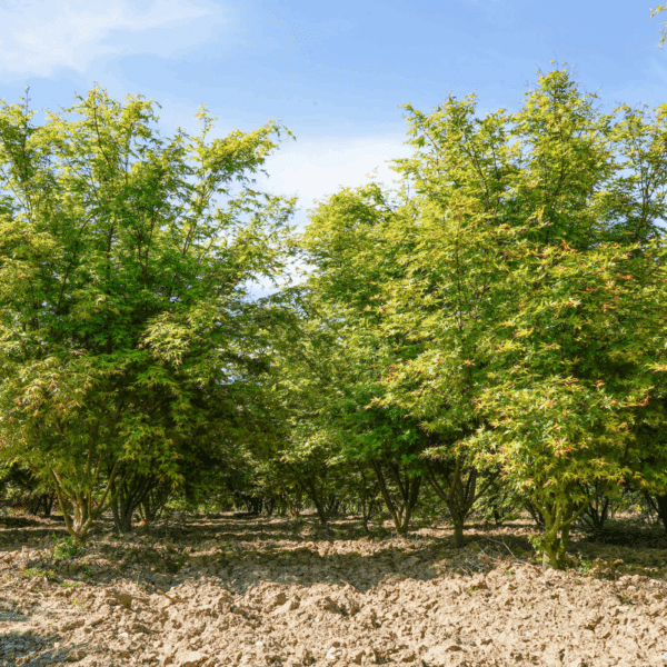 ACER palmatum – Image 4