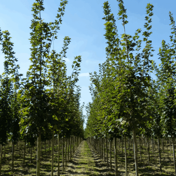 ACER platanoides 'Emerald Queen' – Image 2