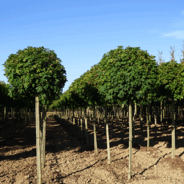 ACER platanoides 'Globosum' – Image 3