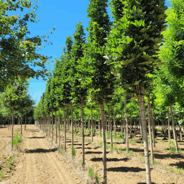 ACER platanoides Mauritz Upright® – Image 2