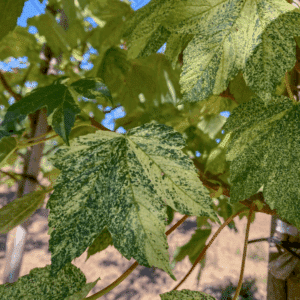 ACER pseudoplatanus 'Leopoldii'