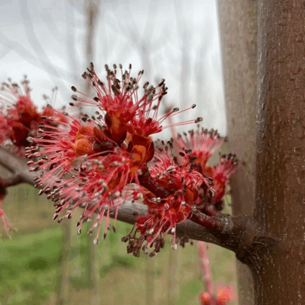 ACER rubrum – Image 4
