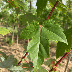 ACER rubrum REDPOINTE® 'Franck Jr'