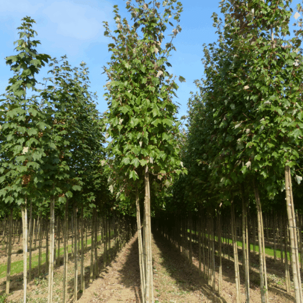 ACER rubrum FAIRVIEW FLAME® 'Austep' – Image 2