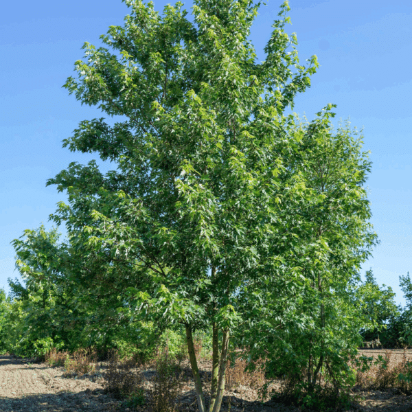 ACER saccharinum 'Laciniatum Wieri' – Image 2