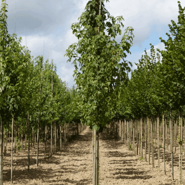 ACER pseudoplatanus – Image 8