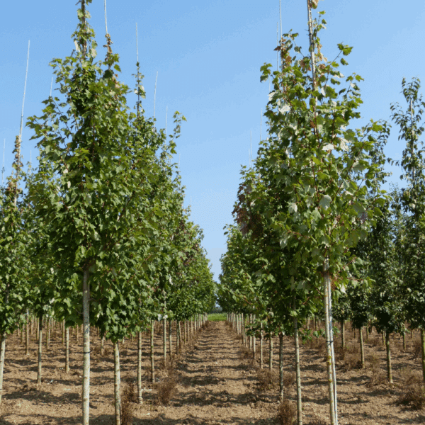ACER rubrum – Image 6