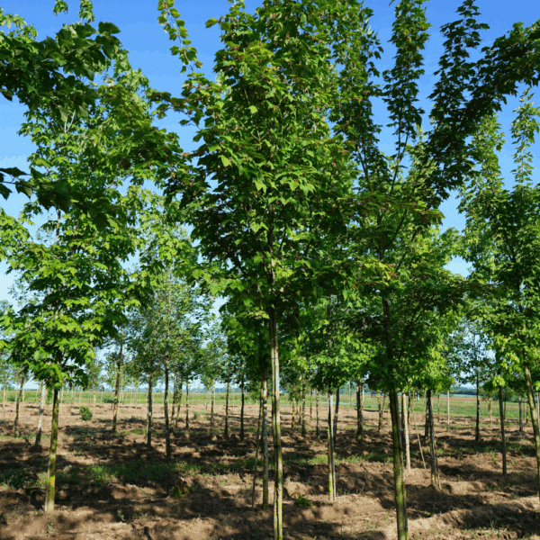 ACER rufinerve – Image 4
