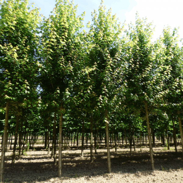 ACER NORWEGIAN SUNSET® Keithsform – Image 5