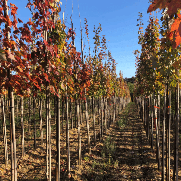 ACER rubrum – Image 5