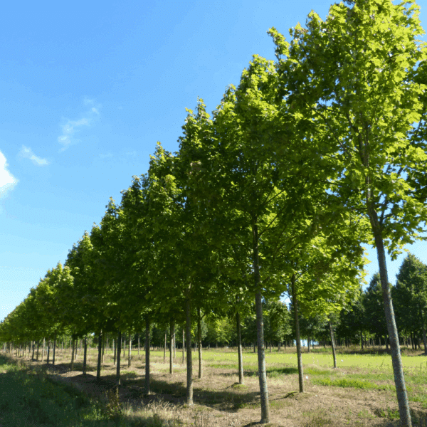 ACER platanoides 'Farlake's Green' – Image 3
