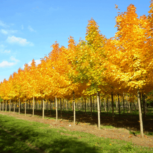 ACER platanoides 'Farlake's Green' – Image 4