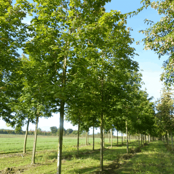 ACER platanoides 'Farlake's Green' – Image 8