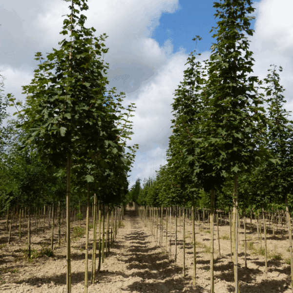 ACER platanoides 'Farlake's Green' – Image 11