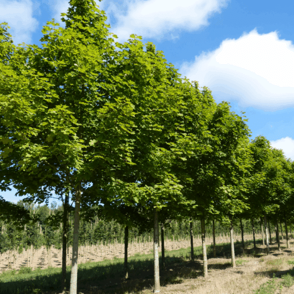 ACER platanoides 'Farlake's Green' – Image 6