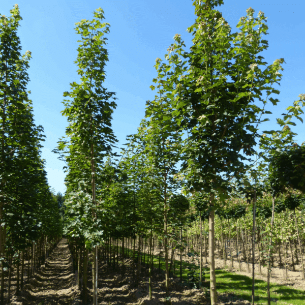 ACER platanoides 'Farlake's Green' – Image 9