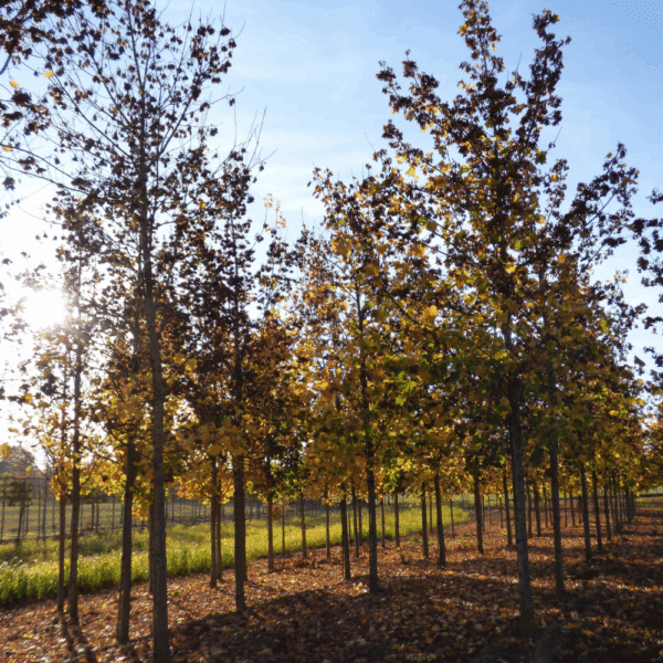 ACER platanoides 'Farlake's Green' – Image 12
