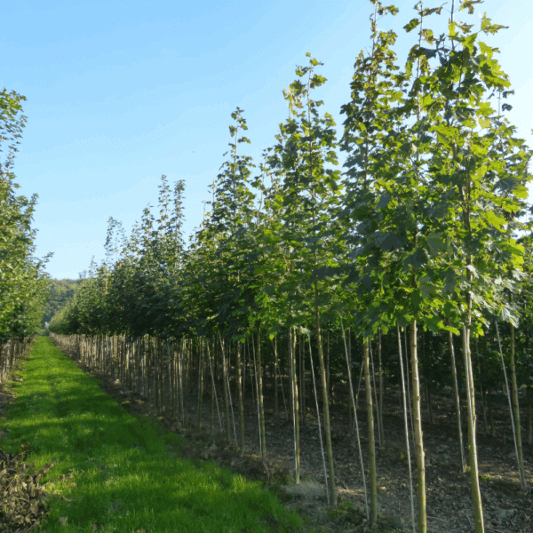 ACER platanoides 'Farlake's Green' – Image 10