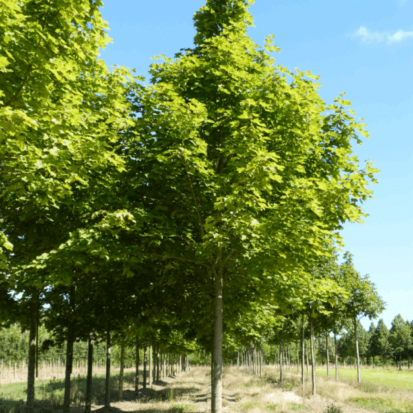 ACER platanoides 'Farlake's Green' – Image 5