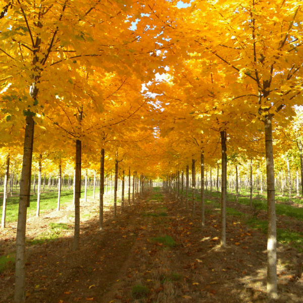 ACER platanoides 'Farlake's Green' – Image 7