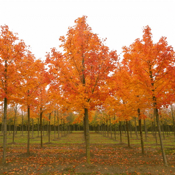 ACER platanoides 'Farlake's Green' – Image 2