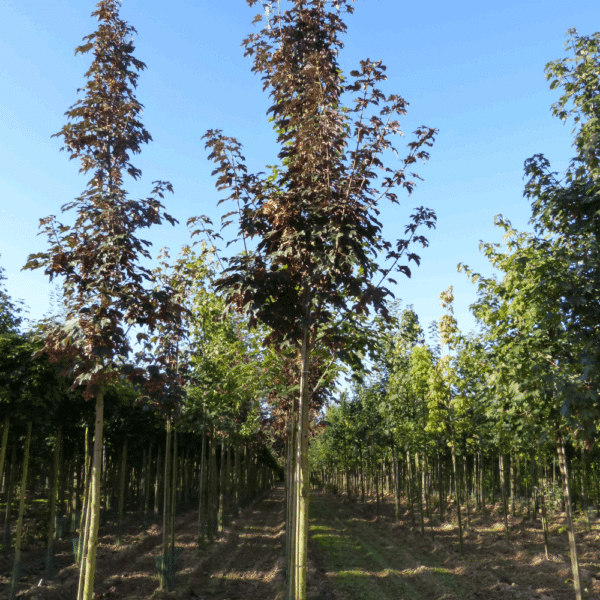ACER pseudoplatanus 'Atropurpureum' – Image 3