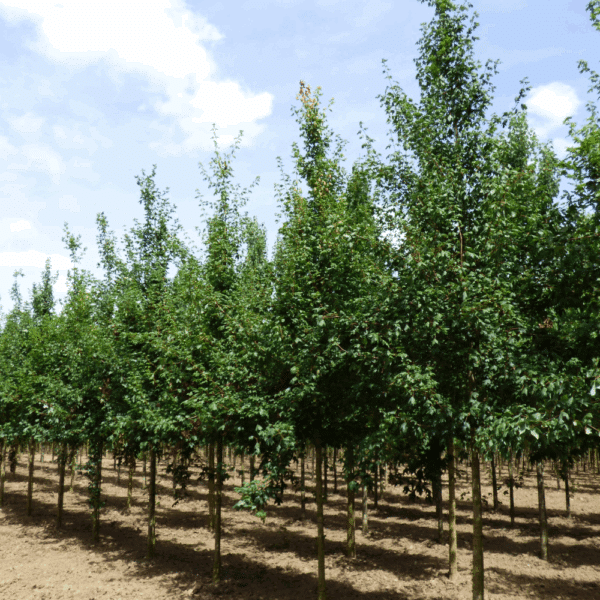 ACER saccharinum – Image 4