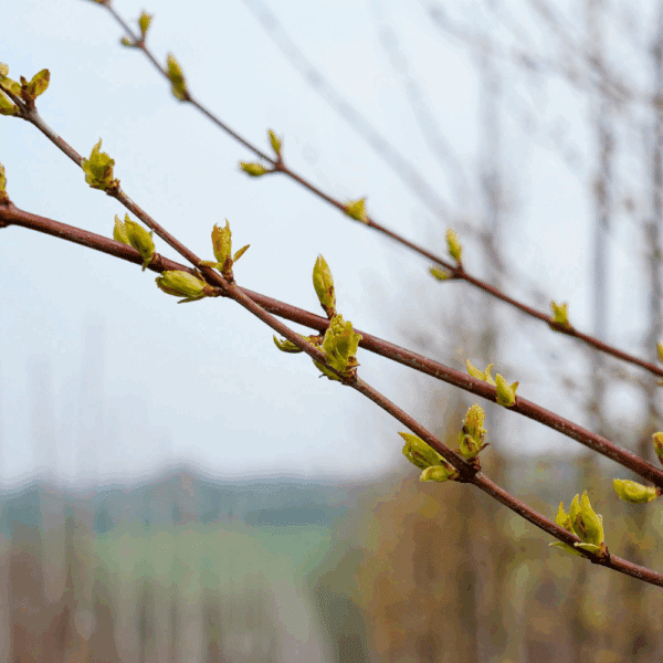 ACER tataricum 'subsp. ginnala' – Image 4