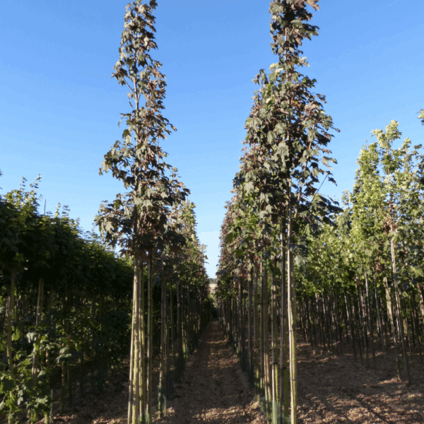 ACER pseudoplatanus 'Atropurpureum' – Image 2