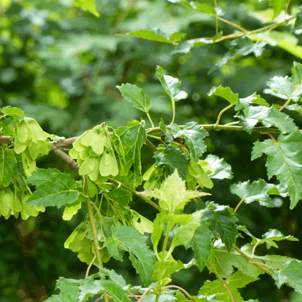 ACER tataricum 'subsp. ginnala' – Image 7
