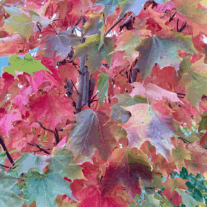 ACER saccharinum