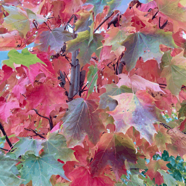 ACER saccharinum