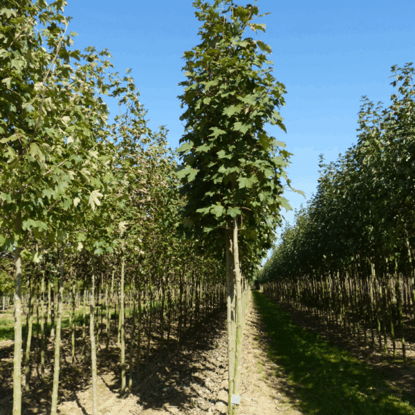 ACER pseudoplatanus 'Bruchem' – Image 3