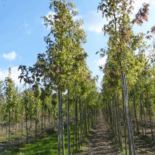 ACER saccharinum – Image 2