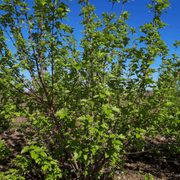 ACER tataricum 'subsp. ginnala' – Image 9