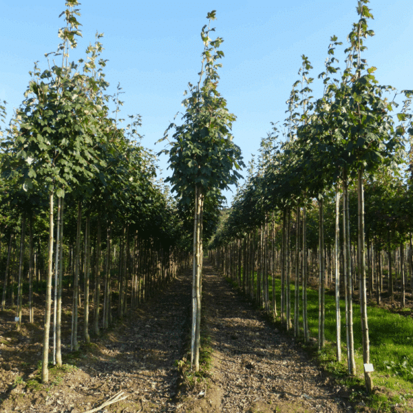 ACER pseudoplatanus 'Bruchem' – Image 4
