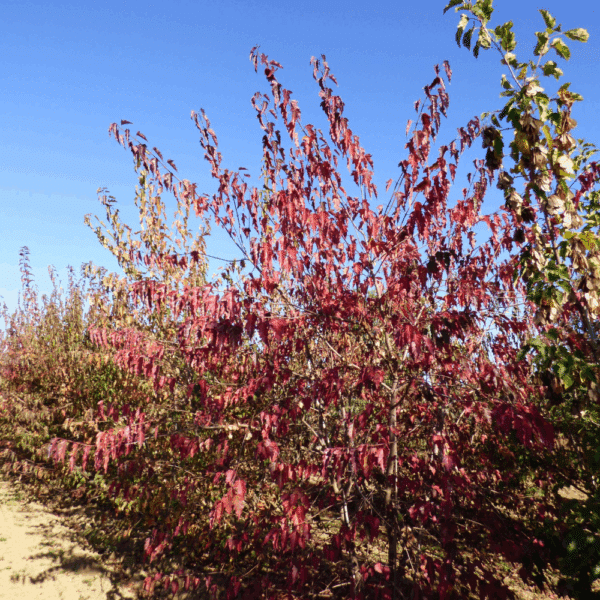 ACER tataricum 'subsp. ginnala' – Image 8