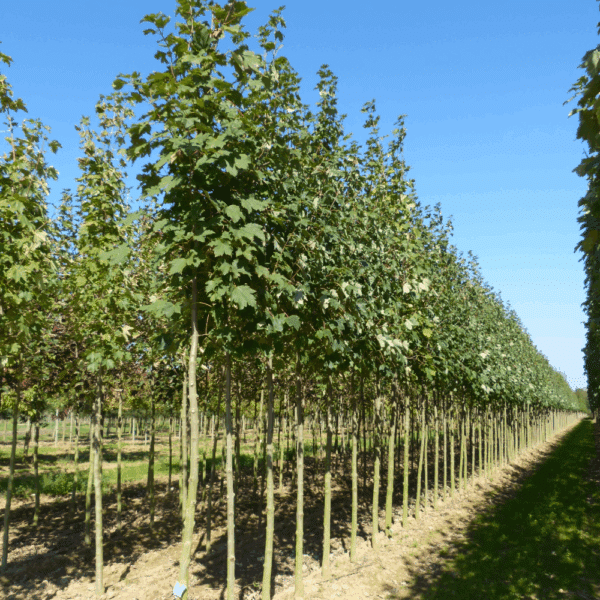 ACER pseudoplatanus 'Bruchem' – Image 2