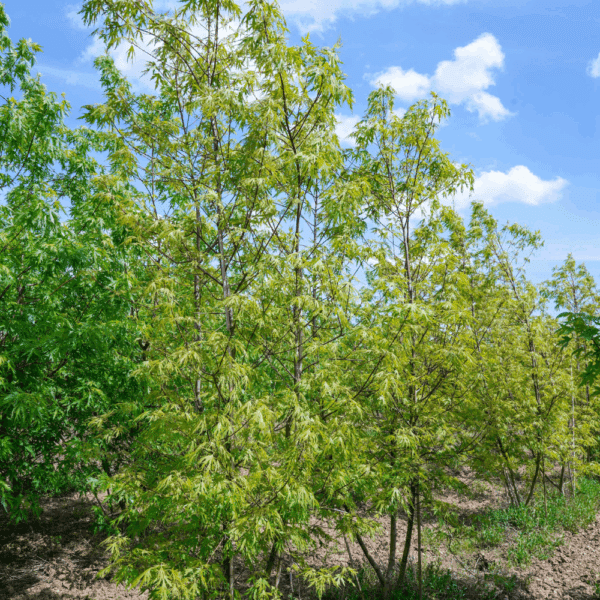 ACER saccharinum 'Born's Gracious' – Image 4