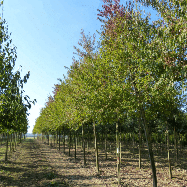 ACER tataricum 'subsp. ginnala' – Image 2