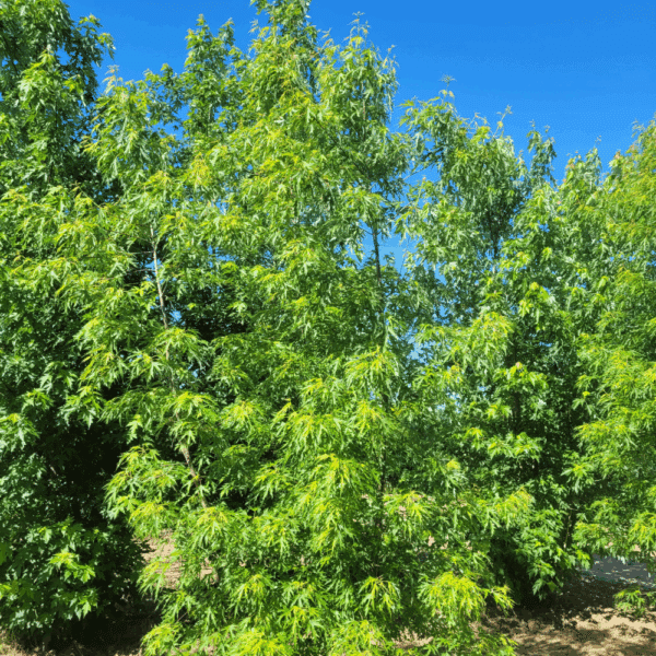 ACER saccharinum 'Born's Gracious' – Image 3