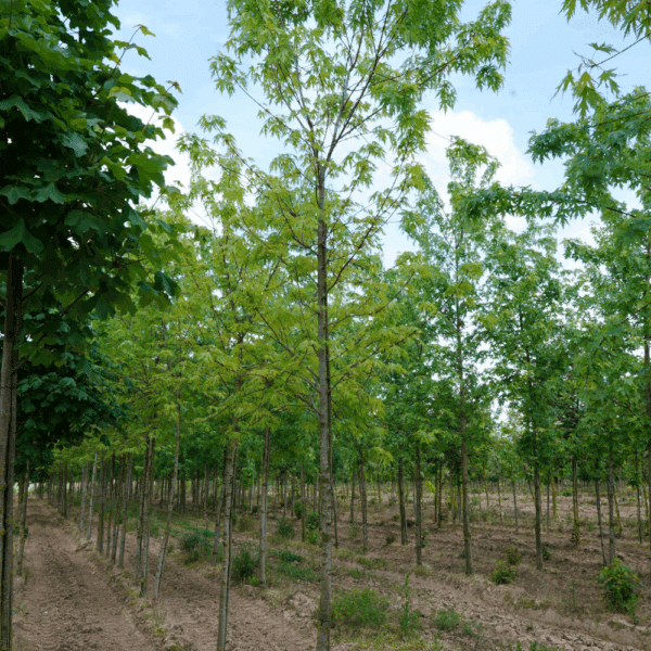 ACER saccharinum 'Born's Gracious' – Image 2